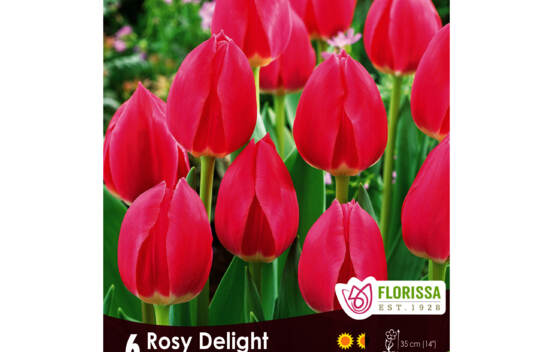 Tulipe Rosy Delight (Delight Serie) (Simple h&acirc;tive) (Zone : 3) (Paquet de 6 bulbes)