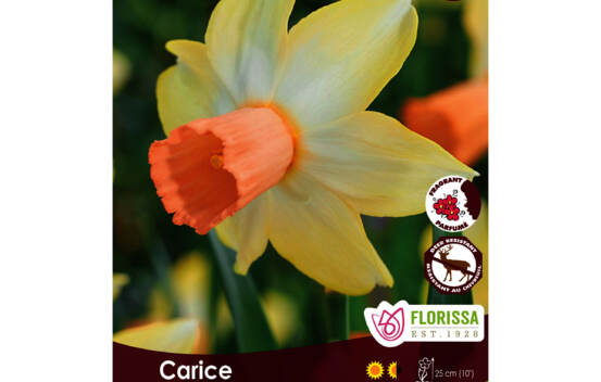 Narcisse Carice (Rock Garden) (Zone : 3) (Paquet de 5 bulbes)