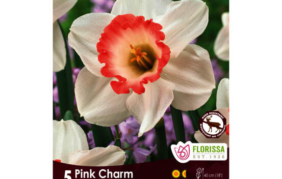 Narcisse Pink Charm (Cupped) (Zone : 3) (Paquet de 5 bulbes)