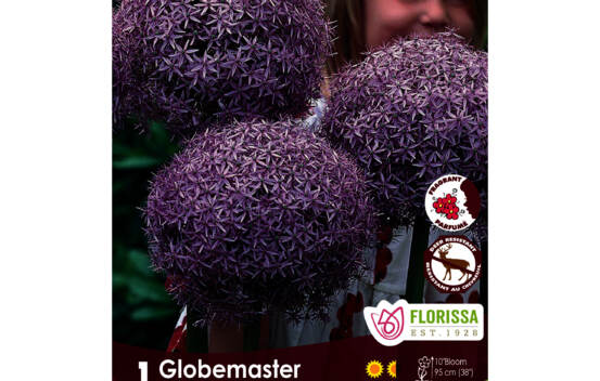 Allium Globemaster (Parfum&eacute;) (Zone : 5) (1 bulbe)