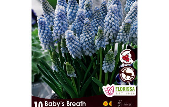 Muscari Baby's Breath (Parfum&eacute;) (Zone : 4) (Paquet de 10 bulbes)