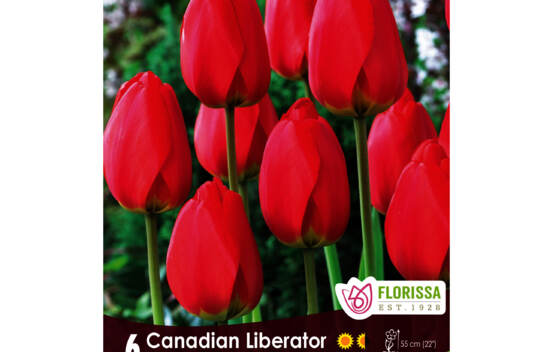 Tulipe Canadian Liberator (Triumph) (Zone : 3) (Paquet de 6 bulbes)