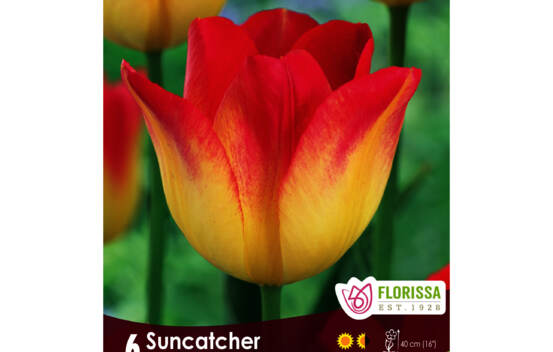 Tulipe Suncatcher (Triumph) (Zone : 3) (Paquet de 6 bulbes)