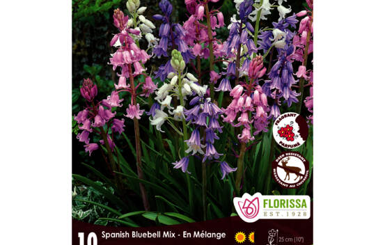 Scilla Campanulata Mixed (Parfum&eacute;) (Zone : 4) (Paquet de 10 bulbes)