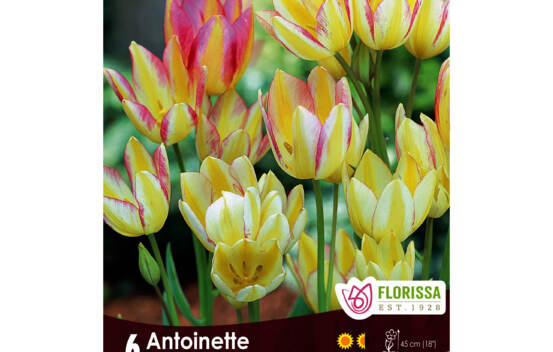 Tulipe Antoinette (Bouquet) (Zone : 3) (Paquet de 6 bulbes)