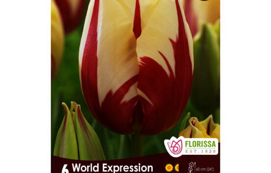 Tulipe World Expression (Darwin) (Paquet de 6 bulbes)