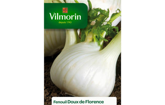 Fenouil doux de Florence
